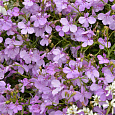Лобелия ампельная Регата Лилак