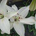 Лилия ЛА-гибрид Айс Кристал Лилия ЛА-гибрид Айс Кристал