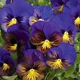 Виола крупноцветковая Карма Блю Баттерфляй