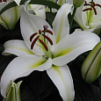 Лилия ОТ-гибрид Кокосса