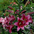 Лилия ОТ-гибрид Пурпл Принц Лилия ОТ-гибрид Пурпл Принц